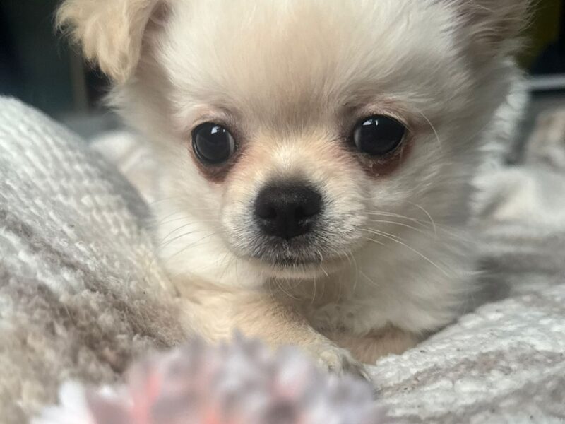 Piesek długowłosy biszkoptowy chihuahua