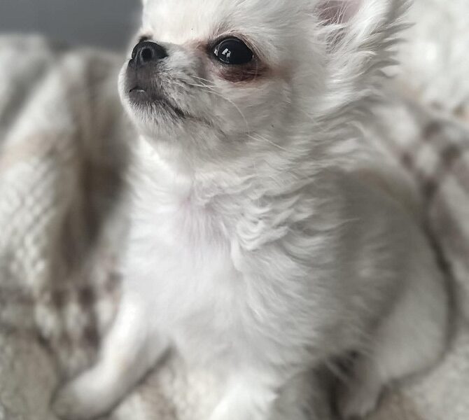 Maleńki biały długowłosy chłopczyk