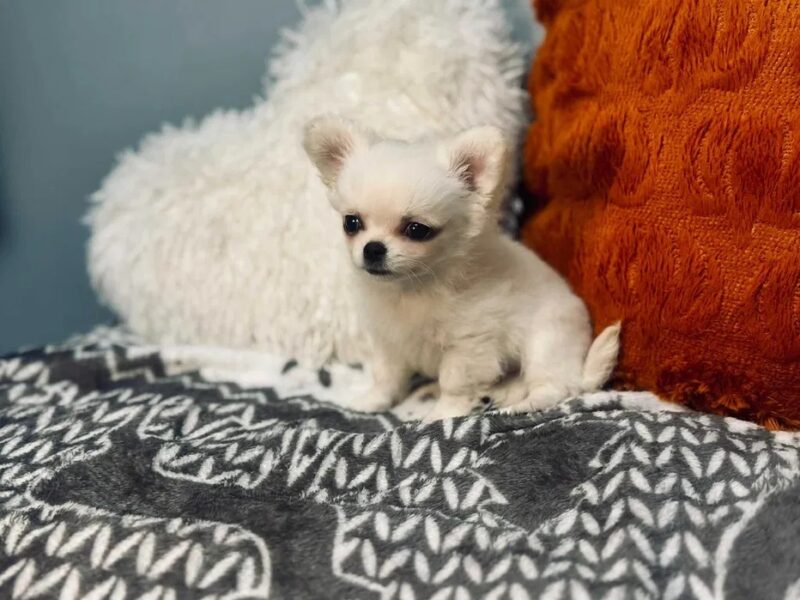 Maleńki biały długowłosy chłopczyk