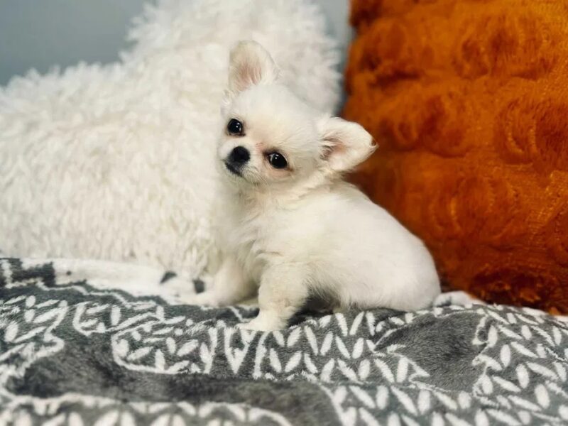 Maleńki biały długowłosy chłopczyk