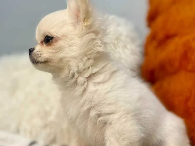 Maleńki biały długowłosy chłopczyk