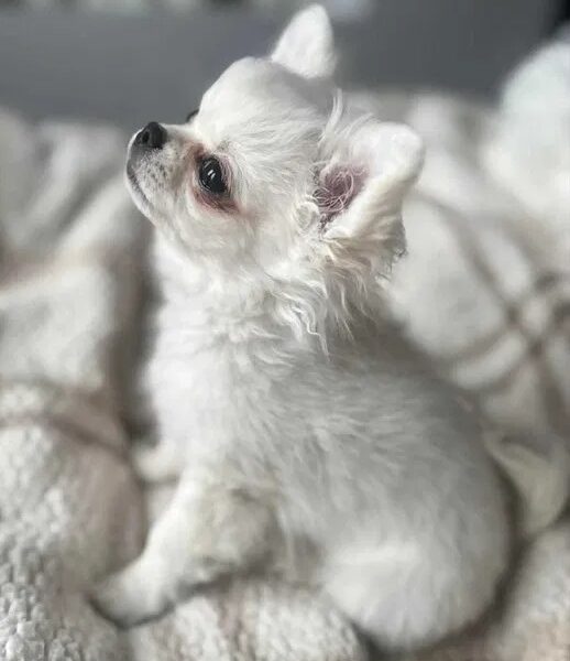 Maleńki biały długowłosy chłopczyk