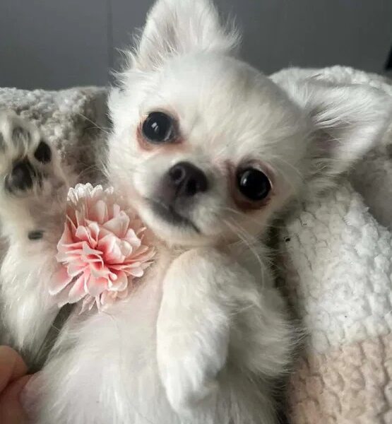 Maleńki biały długowłosy chłopczyk