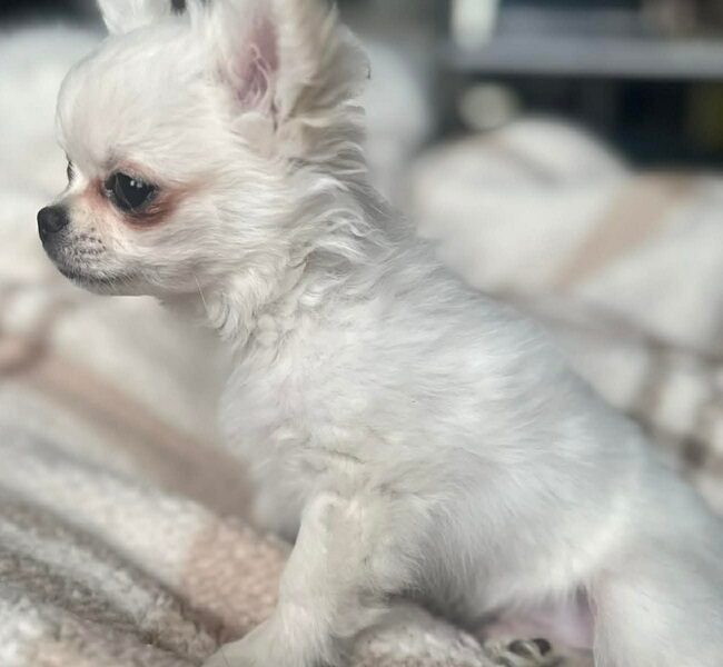 Maleńki biały długowłosy chłopczyk