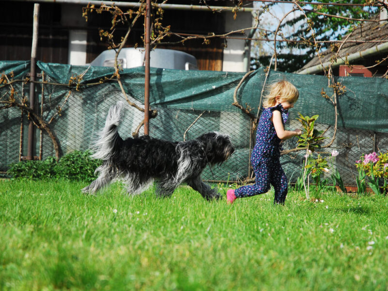 szczeniak Schapendoes z rodowodem
