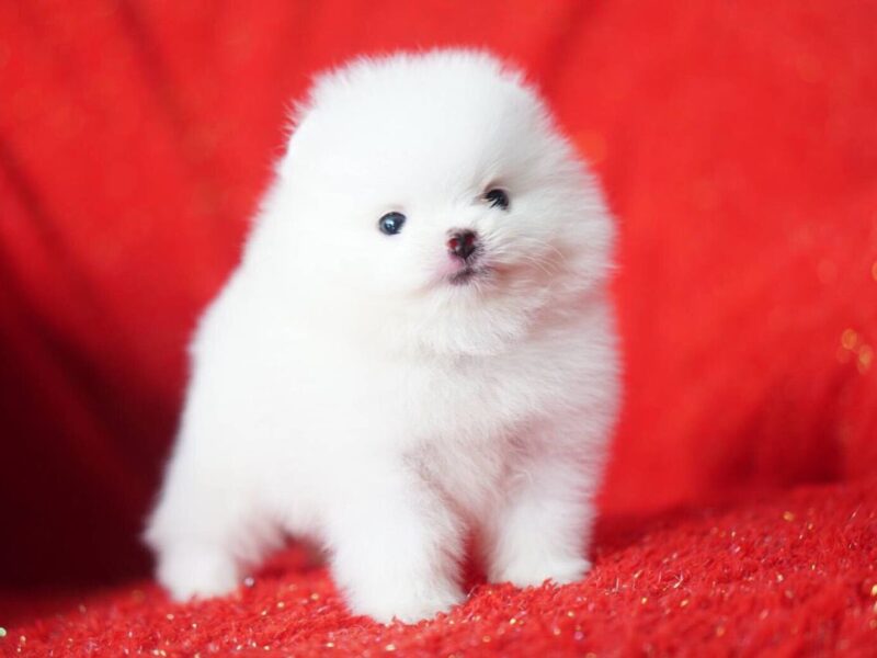 Szczeniaki pomeraniana