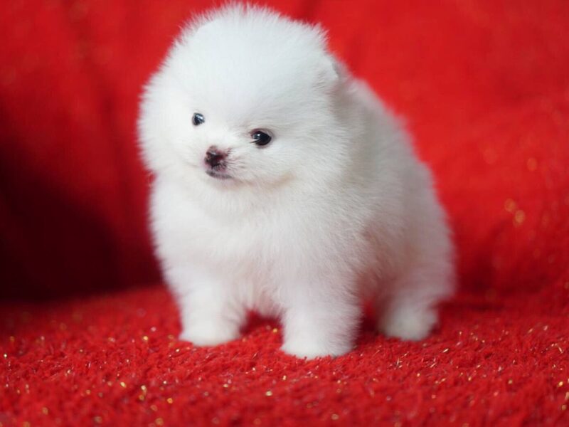 Szczeniaki pomeraniana