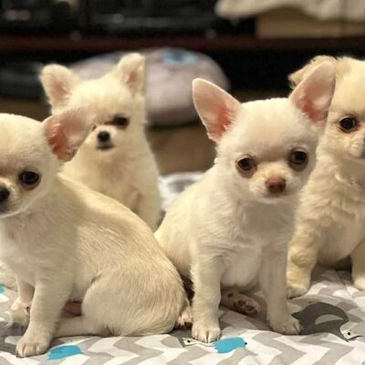 Sweet Chilli Puppy FCI