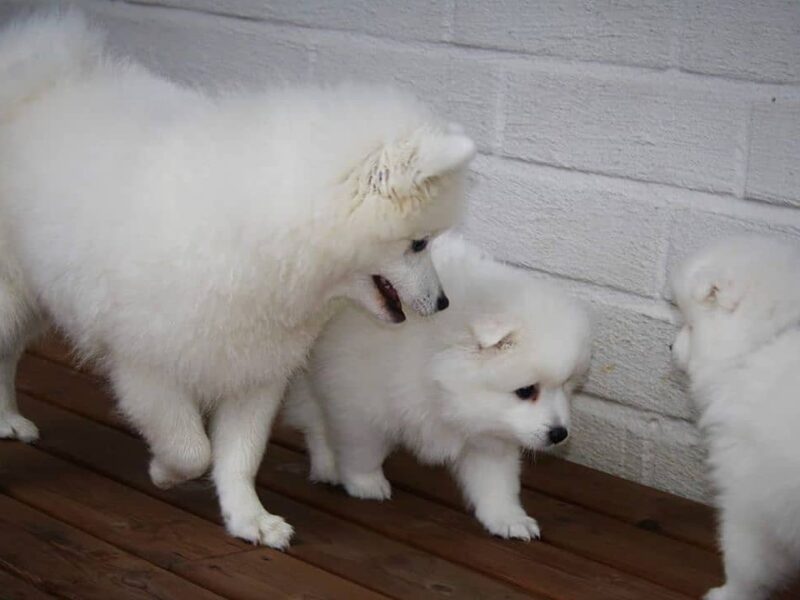 Szczeniaki szpica japońskiego