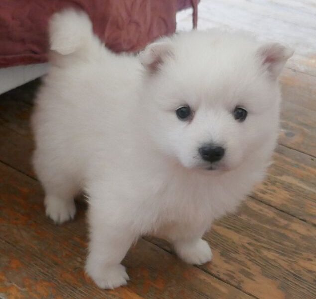 Szczeniaki szpica japońskiego