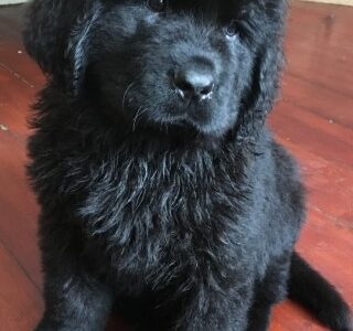 Szczeniaki nowofundlanda