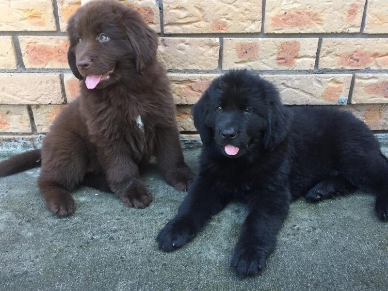 Szczeniaki nowofundlanda