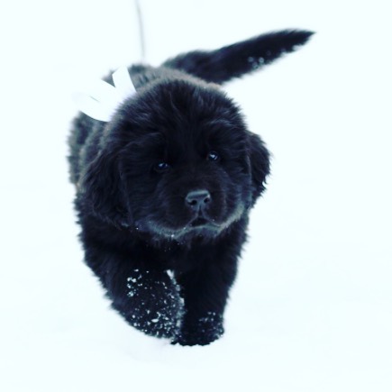 Szczeniaki nowofundlanda