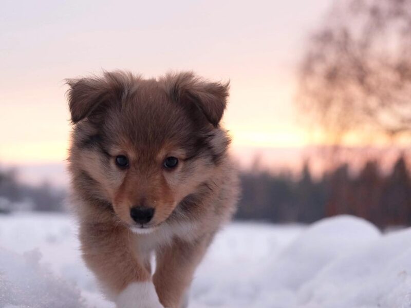 Szczeniaki owczarka szetlandzkiego
