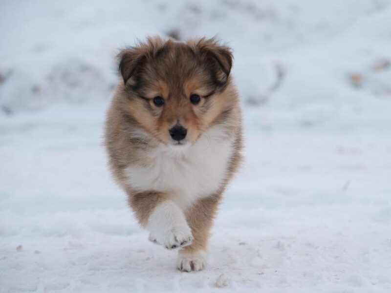 Szczeniaki owczarka szetlandzkiego