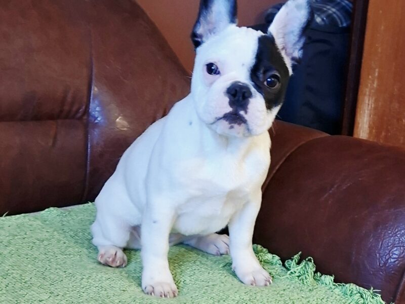 Buldog francuski – piękna suczka