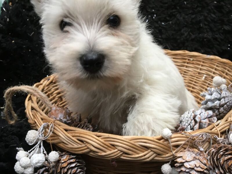 Szczeniaki West Highland Terriera