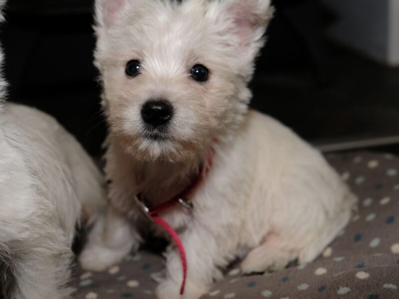 Szczeniaki West Highland Terriera