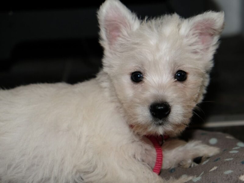 Szczeniaki West Highland Terriera