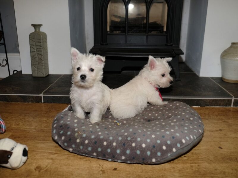 Szczeniaki West Highland Terriera