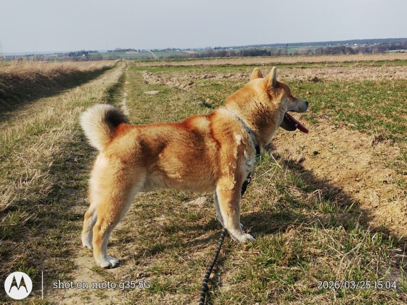 Czworo czerwonych, psiaków