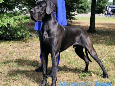 Dog niemiecki szczenięta czarne merle