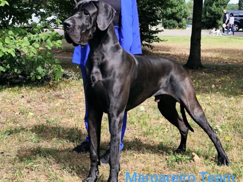 Dog niemiecki szczenięta czarne merle