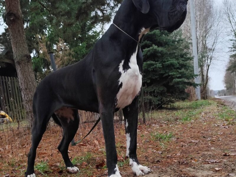 Dog niemiecki szczenięta czarne merle