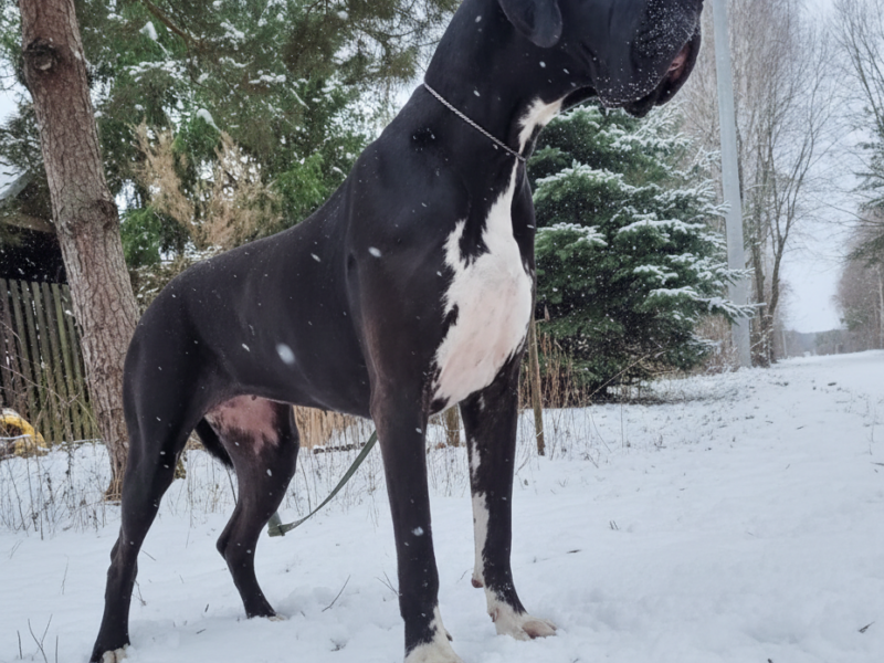 Dog niemiecki arlekin