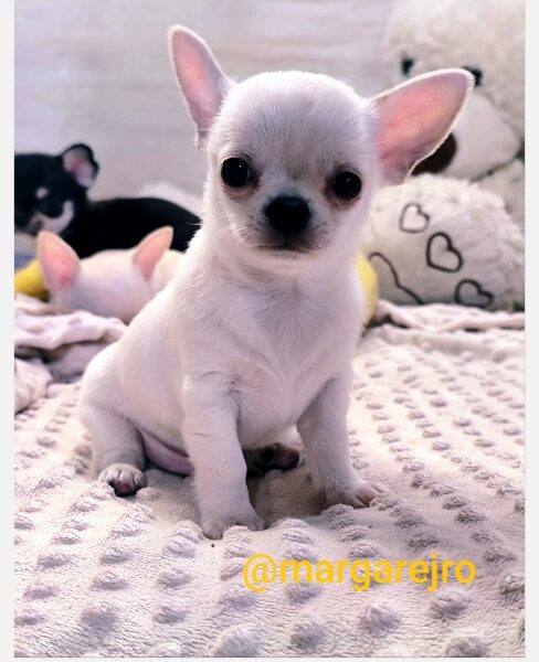 Wyjątkowa kremowa chihuahua