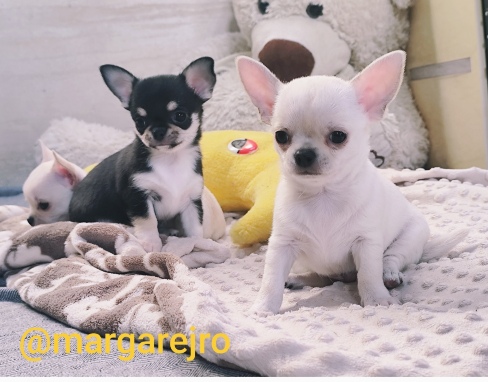 Wyjątkowa kremowa chihuahua