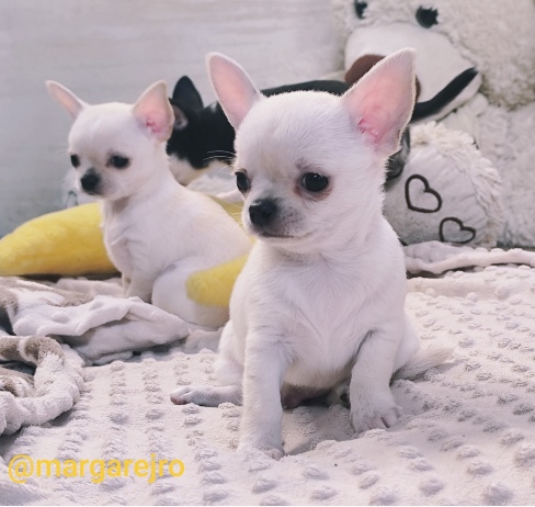 Wyjątkowa kremowa chihuahua