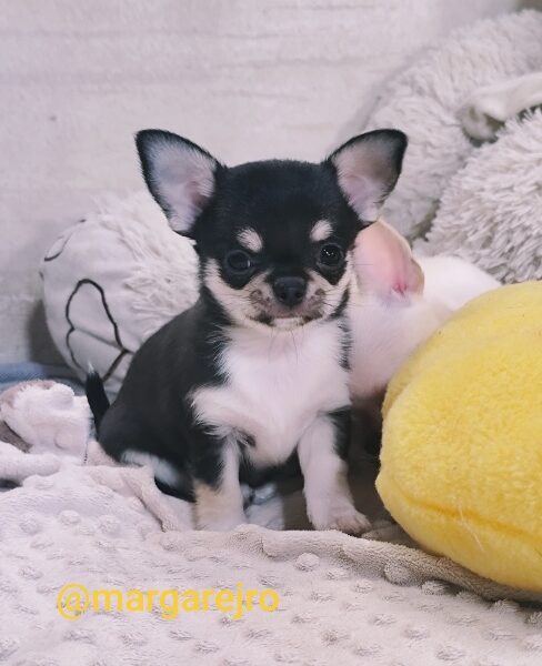 Chihuahua szczeniak wyjątkowy malutki trikolor piesek