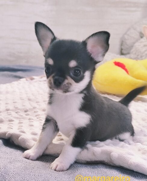Chihuahua szczeniak wyjątkowy malutki trikolor piesek