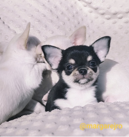 Chihuahua szczeniak wyjątkowy malutki trikolor piesek