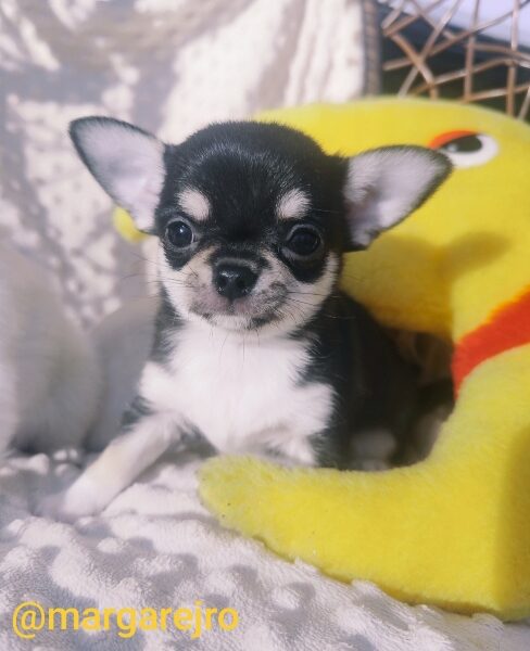 Chihuahua szczeniak wyjątkowy malutki trikolor piesek