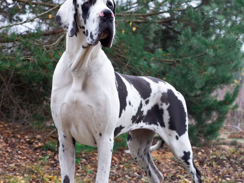Dog niemiecki arlekin