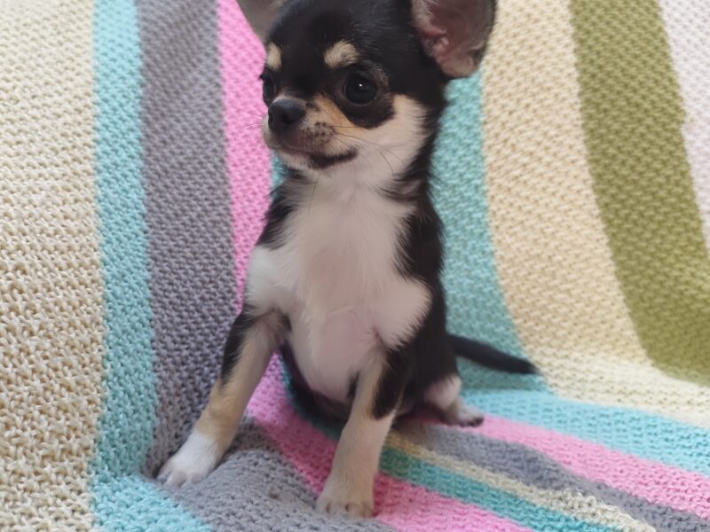 Chihuahua szczeniak wyjątkowy malutki trikolor piesek