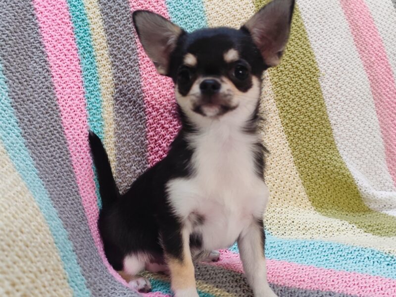 Chihuahua szczeniak wyjątkowy malutki trikolor piesek