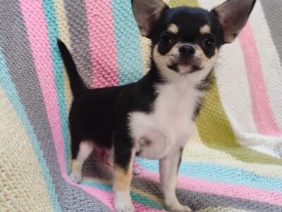 Chihuahua szczeniak wyjątkowy malutki trikolor piesek