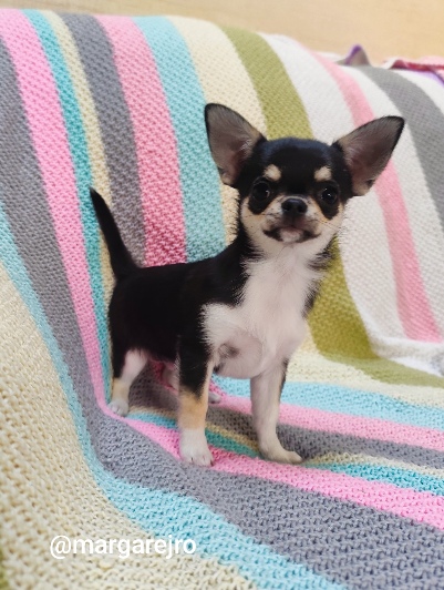 Chihuahua szczeniak wyjątkowy malutki trikolor piesek