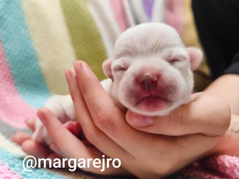 Wyjątkowa kremowa chihuahua