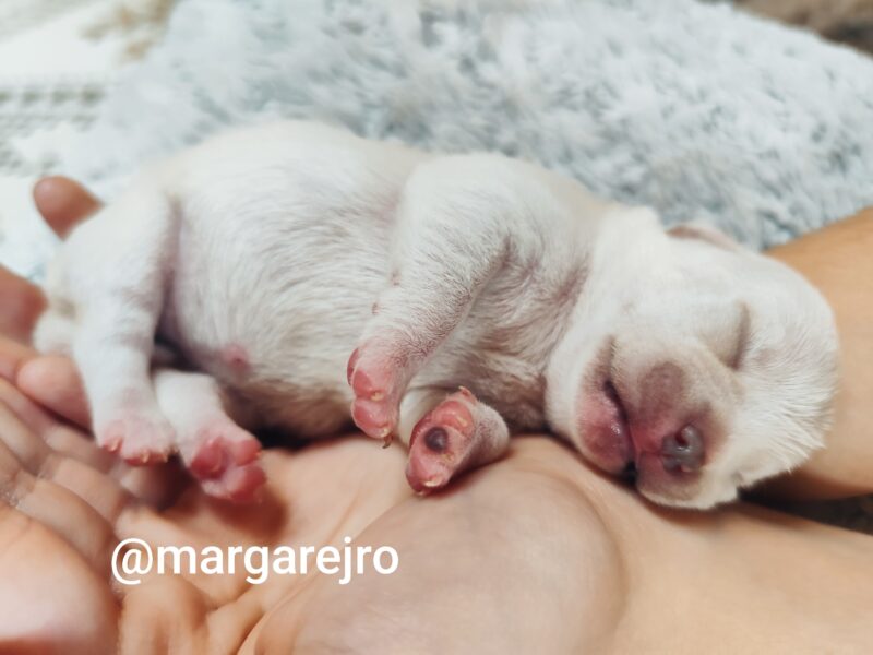 Wyjątkowa kremowa chihuahua