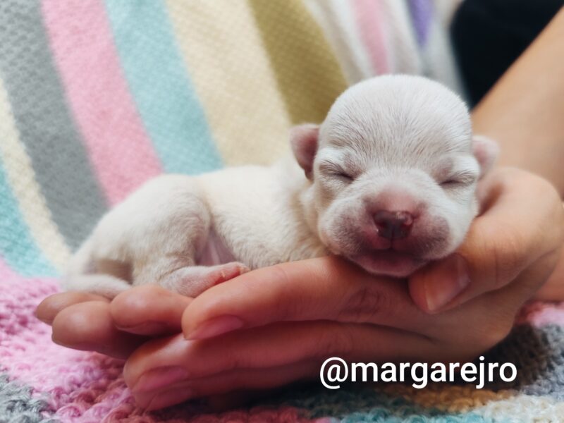 Wyjątkowa kremowa chihuahua