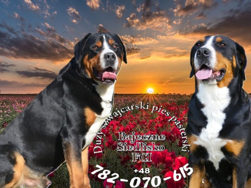 Duży Szwajcarski Pies Pasterski hodowla ZKwP FCI szczeniak szczeniaki mamy szczenięta