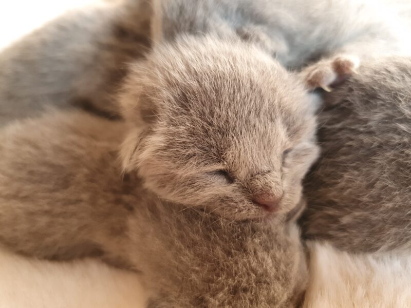 Kocięta Rosyjskie Niebieskie