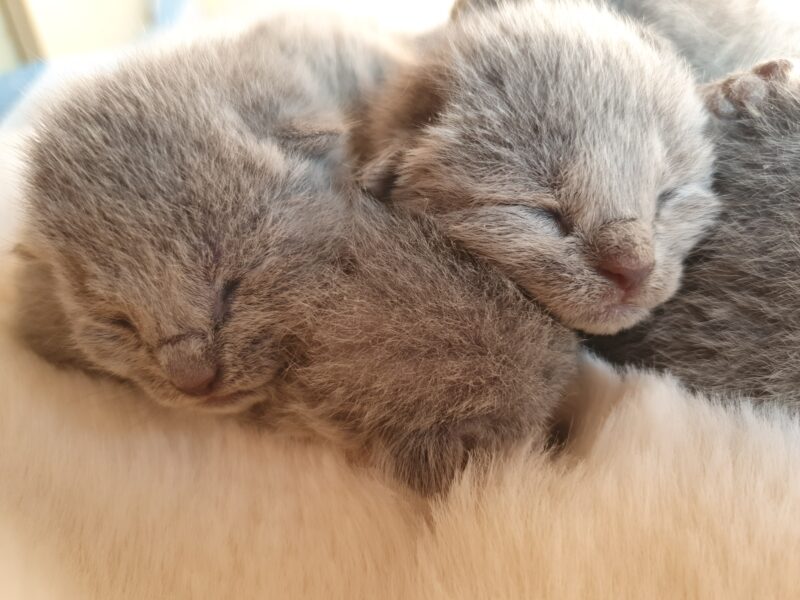 Kocięta Rosyjskie Niebieskie