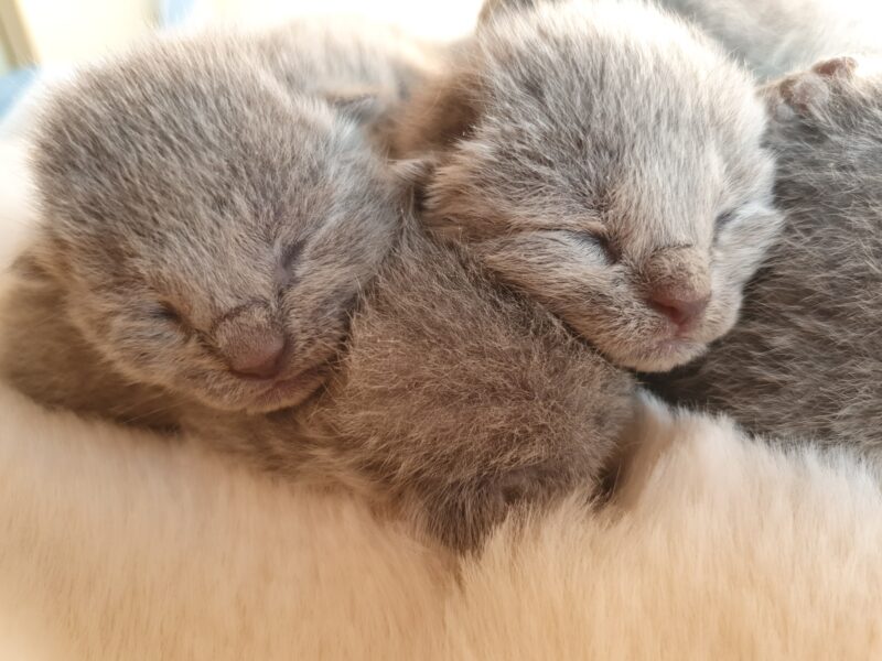 Kocięta Rosyjskie Niebieskie