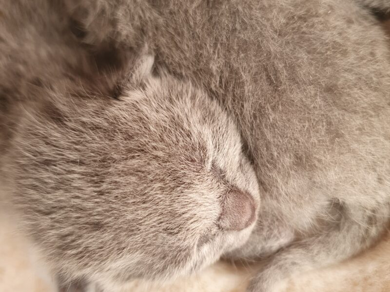 Kocięta Rosyjskie Niebieskie