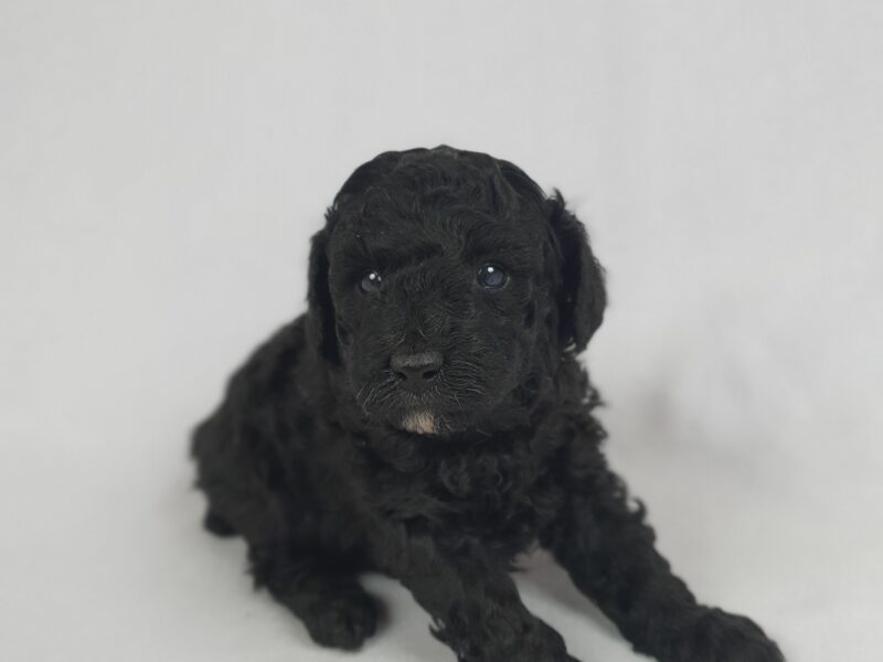 Szczenięta pudli miniaturowych, czarne